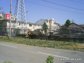 Бурята събори топола върху булевард Батенберг