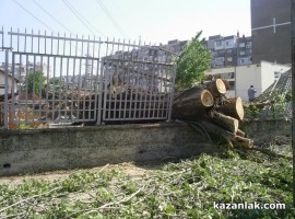 Бурята събори топола върху булевард Батенберг / Новини от Казанлък