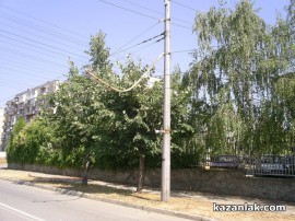 Бурята събори топола върху булевард Батенберг