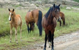 Крими: Задържаха джамбази откраднали 6 коня / Новини от Казанлък