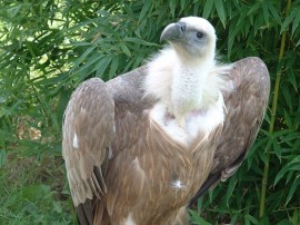 Осем лешояда на свобода в Централен Балкан / Новини от Казанлък