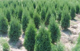 Обраха мъглижки разсадник / Новини от Казанлък