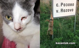 Недоволство в Казанлък от насилието над животни. За съдбата на котката и кучето / Новини от Казанлък
