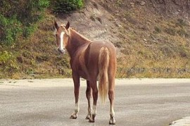 Крими: Кон с порезни рани от кървава детска игра / Новини от Казанлък