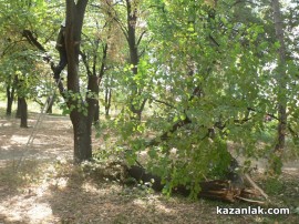 Отстраниха опасния клон в двора на ПГ “Иван Хаджиенов“