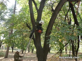 Отстраниха опасния клон в двора на ПГ “Иван Хаджиенов“