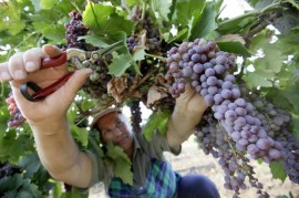 Кметът заповяда да берем гроздето този уикенд / Новини от Казанлък