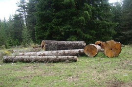 Пет души в ареста за незаконна сеч / Новини от Казанлък