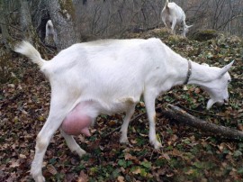 Две кражби на животни в село Тъжа / Новини от Казанлък