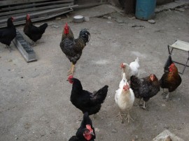 Кокошкар изплаши баба / Новини от Казанлък