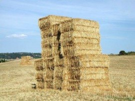 Кражба на бали сено в Ръжена / Новини от Казанлък