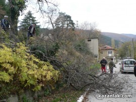 Хората в Енина недоволни от сечта на дървета по улиците на селото