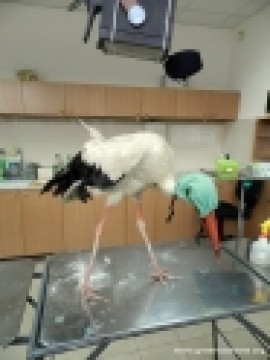 Белият щъркел Иван от Казанлък ще зимува в болница