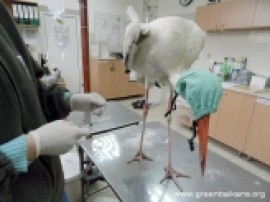 Белият щъркел Иван от Казанлък ще зимува в болница