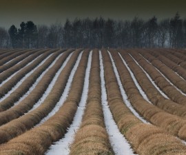 Нови 5  в ареста за кражба на лавандулови резници / Новини от Казанлък