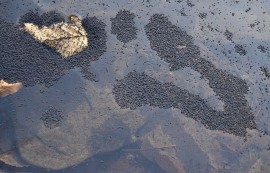 Напаст от буболечки нападна Енина