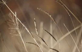 Читалище „Искра” отличи фотографии в конкурс „Есен в казанлъшкия край”