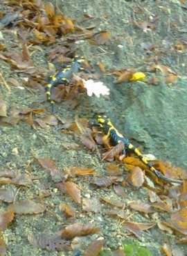 Читалище „Искра” отличи фотографии в конкурс „Есен в казанлъшкия край”