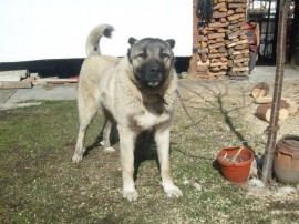 Полицията върна на казанлъчанин двете му кучета / Новини от Казанлък