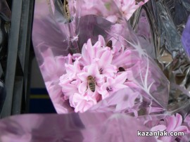 Осмомартенски зюмбюли събраха рояци пчели в центъра