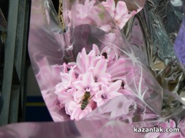 Осмомартенски зюмбюли събраха рояци пчели в центъра