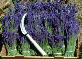 Крадци задигнаха 70 чувала с лавандулови резници / Новини от Казанлък