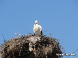 В Овощник свалиха мартениците - дойдоха първите щъркели