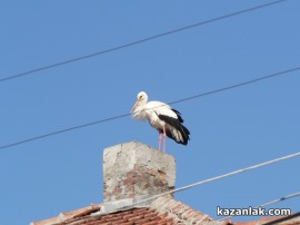 В Овощник свалиха мартениците - дойдоха първите щъркели