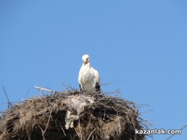 В Овощник свалиха мартениците - дойдоха първите щъркели