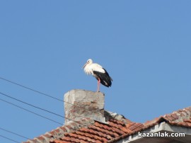 В Овощник свалиха мартениците - дойдоха първите щъркели