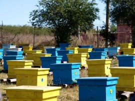 Кражби на кози и пчелни кошери в региона / Новини от Казанлък