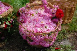 Розопроизводителите ще се представят на световни панаири с държавни пари / Новини от Казанлък