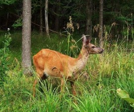 Полицаите задържаха мъж застрелял 3 сърни / Новини от Казанлък