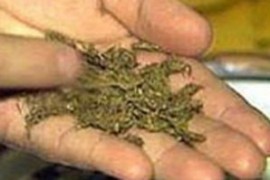 Хванаха младеж за марихуана в Казанлък / Новини от Казанлък
