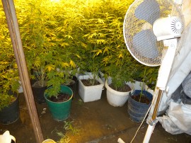 В Крън разкриха оранжерия за марихуана  / Новини от Казанлък