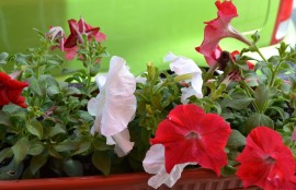 Започна зацветяването на Казанлък