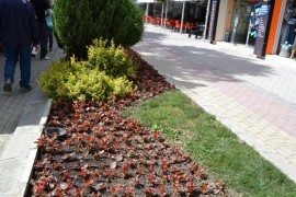 Започна зацветяването на Казанлък / Новини от Казанлък