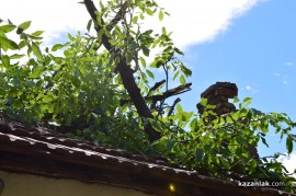 Огромен орехов клон събори покрива на казанлъшка къща