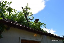 Огромен орехов клон събори покрива на казанлъшка къща