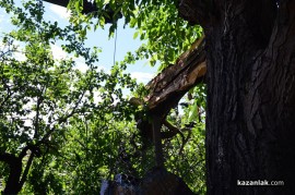 Огромен орехов клон събори покрива на казанлъшка къща