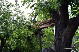 Огромен орехов клон събори покрива на казанлъшка къща