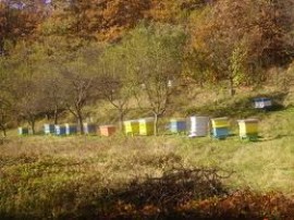 Откраднати 18 кошера заедно с пчелите / Новини от Казанлък