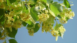 Заповед на кмета разрешава брането на липов цвят до половин килограм / Новини от Казанлък