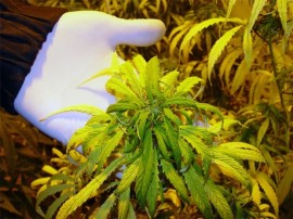 Патрони и канабис заловиха полицаите при претърсвания в Казанлък / Новини от Казанлък