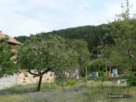 80 пчелни семейства тормозят част от жителите на Енина