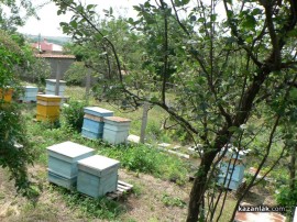 80 пчелни семейства тормозят част от жителите на Енина