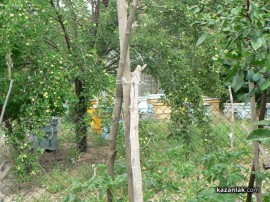 80 пчелни семейства тормозят част от жителите на Енина