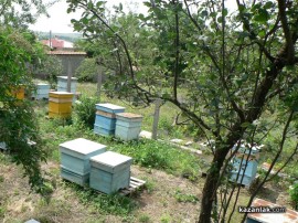 80 пчелни семейства тормозят част от жителите на Енина