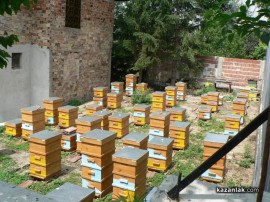 80 пчелни семейства тормозят част от жителите на Енина