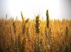 Казанлъшките огнеборци загасиха пожар в житен блок  / Новини от Казанлък